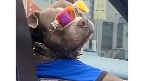 Funny-looking dog
