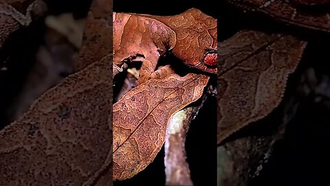 Leaf Tailed Gecko #shorts #short