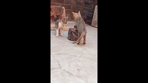 kittens fun