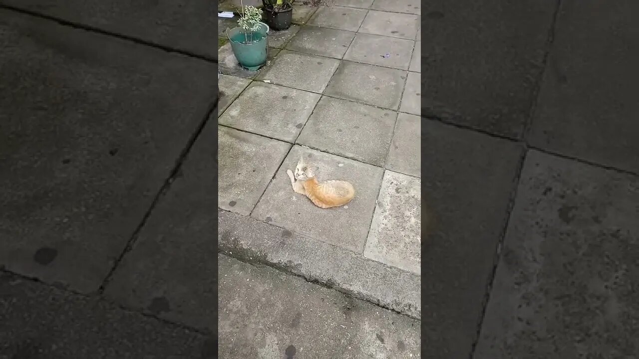 A relaxing kitty