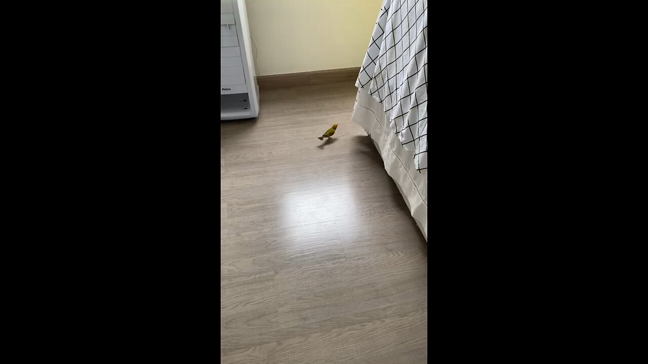 So cute little bird inside my house