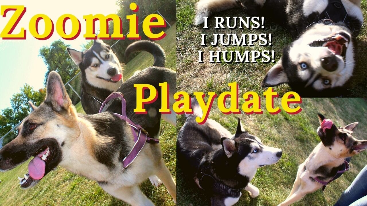 Zoomies With a Husky and a Husky & German Shepherd Mix | My Dog Does The Most Epic Jump