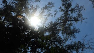 The sun flying through the trees