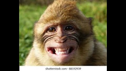 smiling monkey