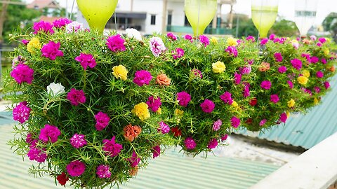 Beautiful Portulaca (Mossrose) planting waterfall garden ideas for small gardens