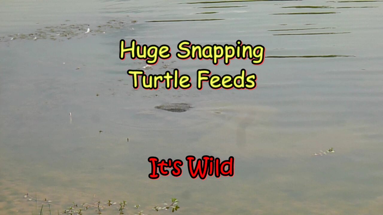 Huge Snapping Turtle Feeds