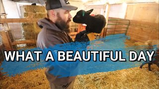 Feeling Like Spring In February | Another Round Of Seeding The Barn | Farmvlog