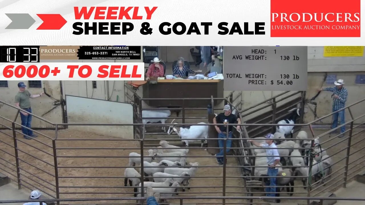 7/11/2023 - Producers Livestock Auction Company Sheep & Goat Auction