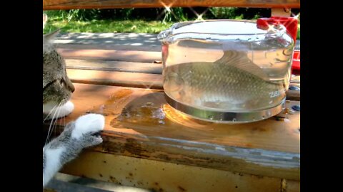 Cat and the fish