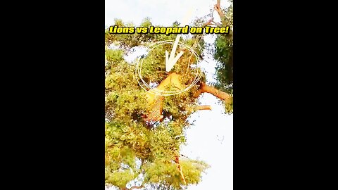 Leopard and lion fight over a carcass in a tree and unexpected ending .