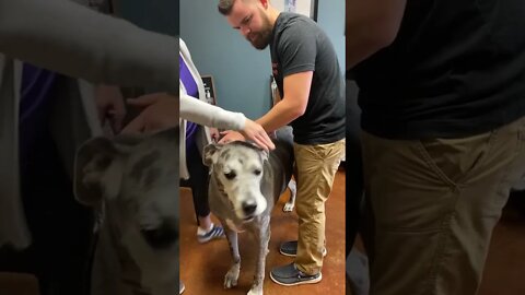 OHHHHHH..... Great Dane gets Adjusted...