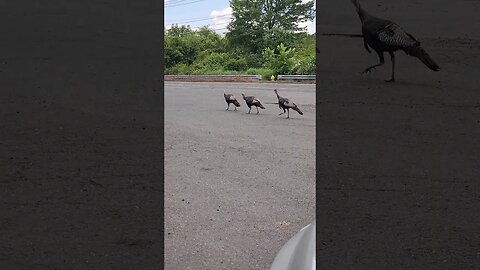 #Turkeys walking towards an early grave! #turkeyshorts #Birds