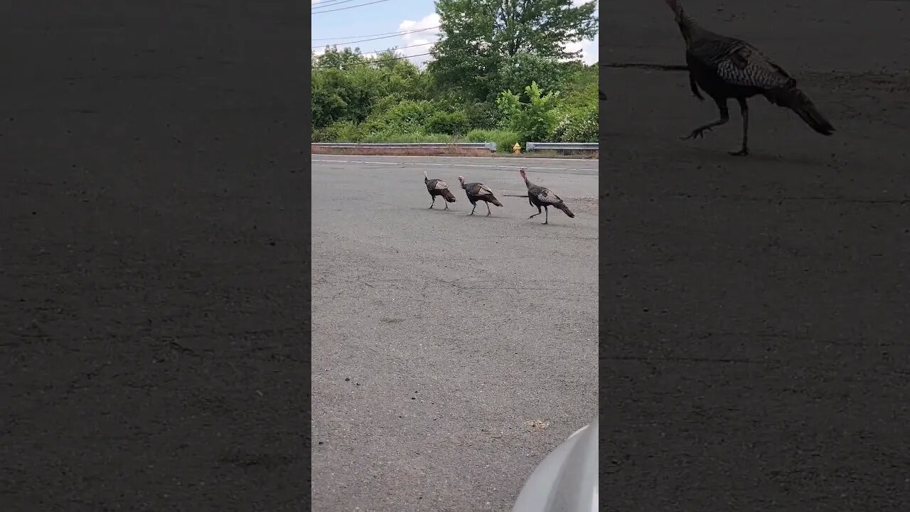 #Turkeys walking towards an early grave! #turkeyshorts #Birds