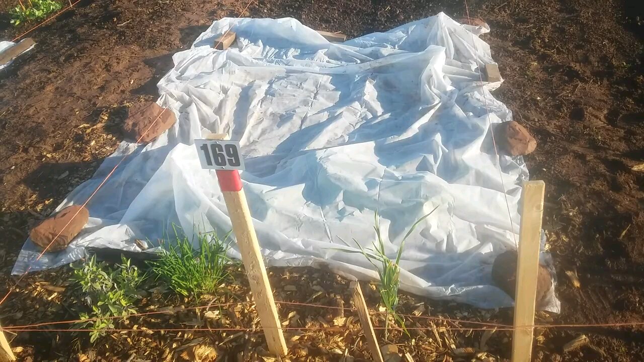 Wild Urban Gardens 2021 - Community Garden Plot Update - using row covers, & a simple DIY trellis.