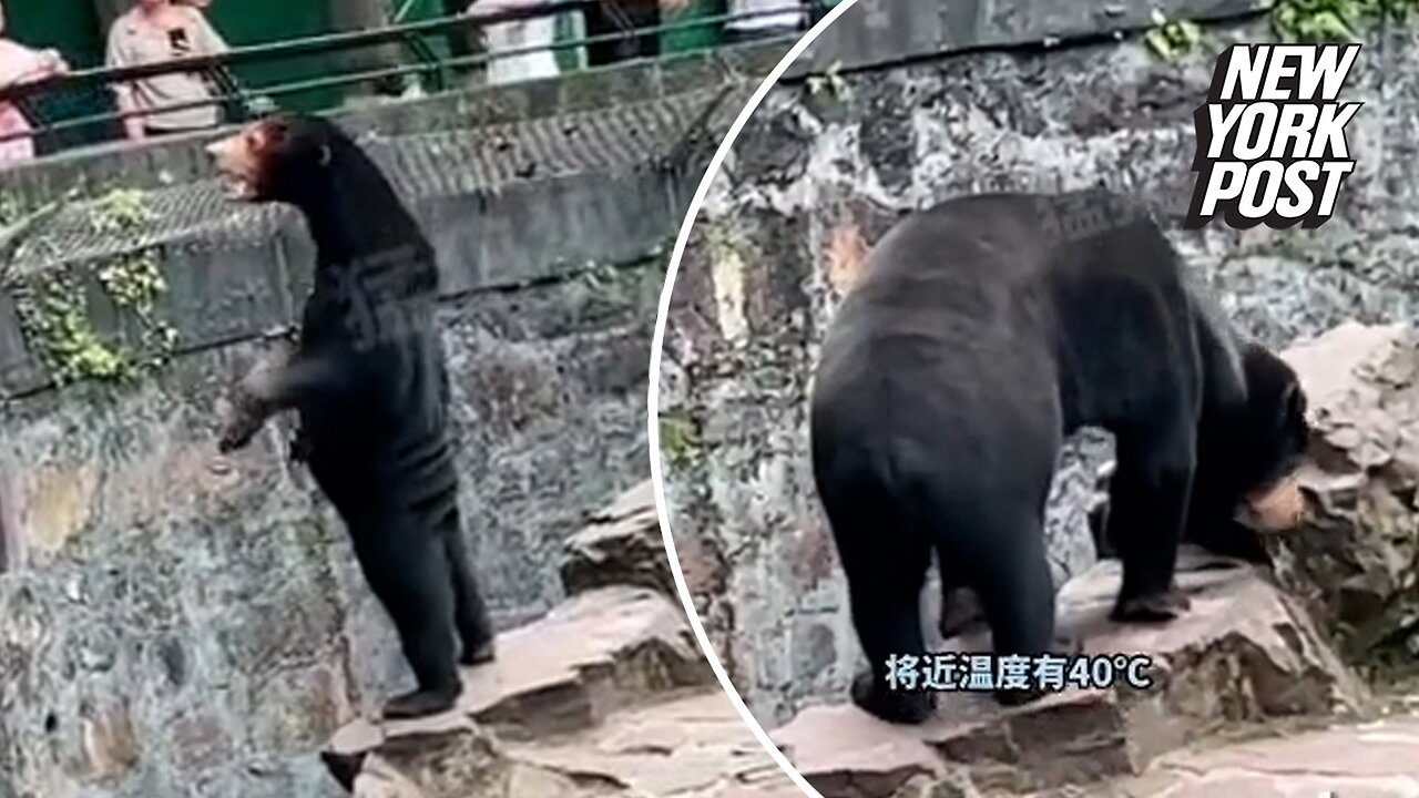 Chinese zoo forced to deny bear is a human in costume