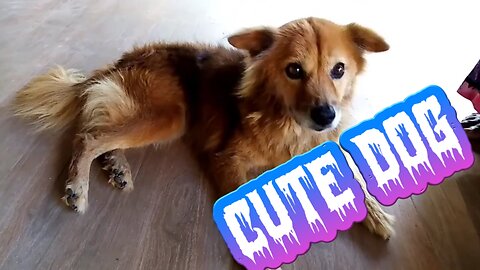 Dog/ cute/ funny/ videos/