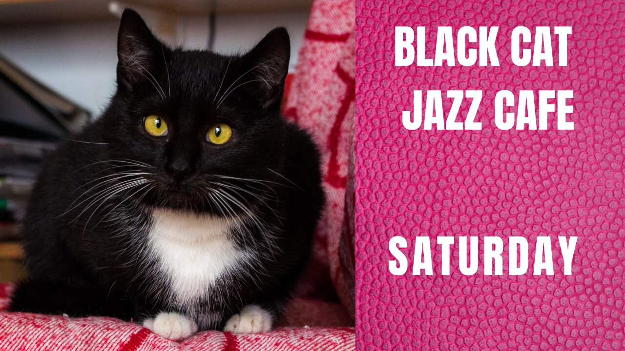 Chill to cool jazz at the BLACK CAT JAZZ CAFE SATURDAY