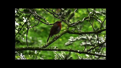 Natural bird song music relax and listen to bird song for meditation