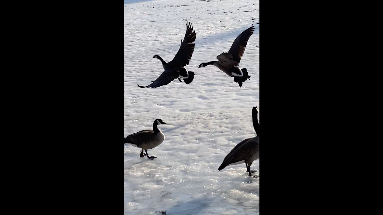 Goose Dominance Bully on the ice