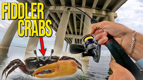 THIS Is Why Your Toss Fiddler Crabs Under Bridges!