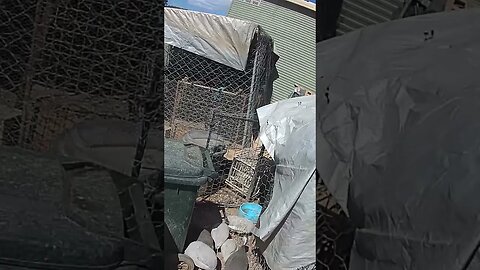 Farm cam. Guinea fowl keets getting big