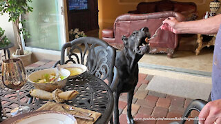Happy Polite Great Danes Enjoy Italian Meatballs