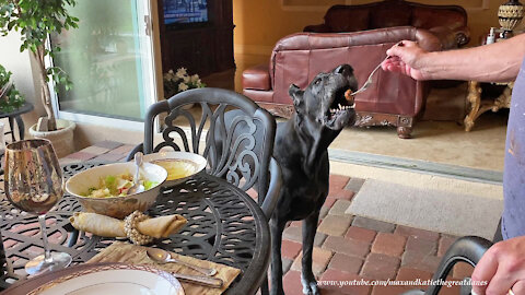 Happy Polite Great Danes Enjoy Italian Meatballs