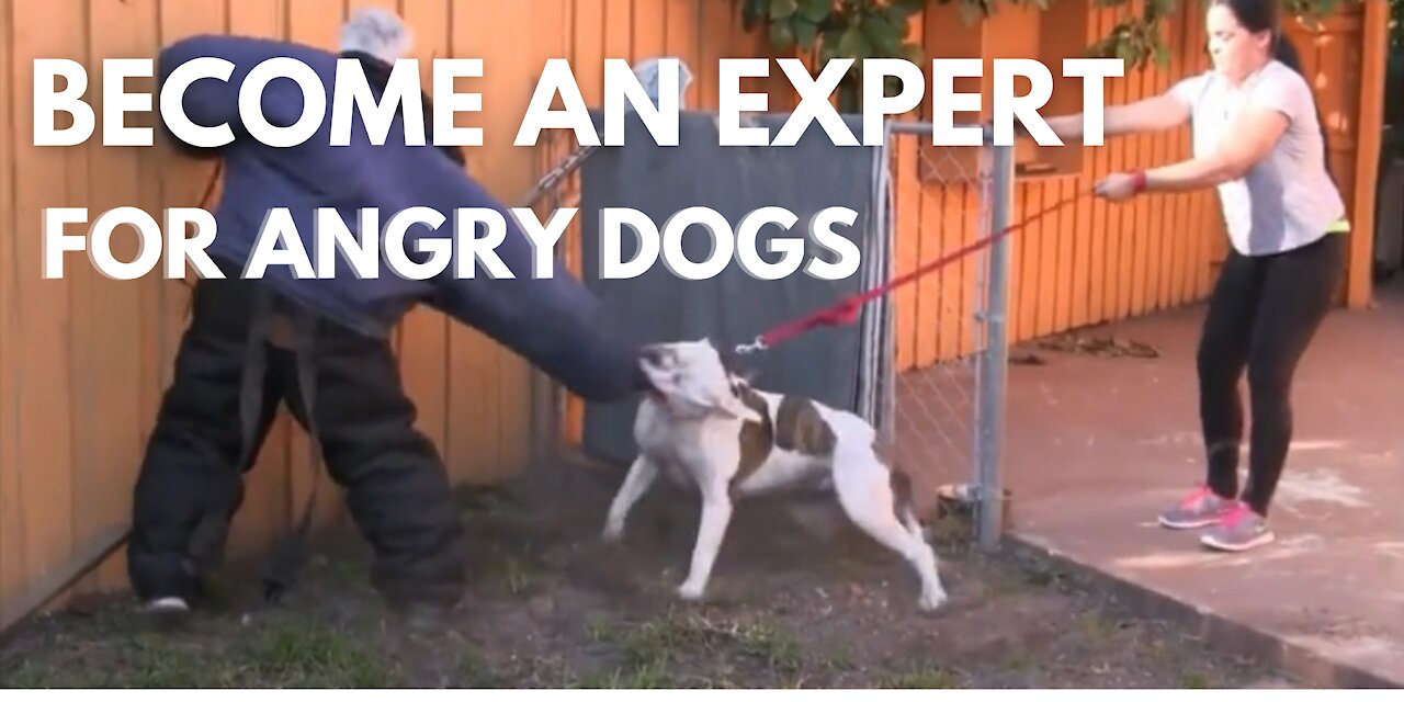 BEST Dog Aggression Expert on the planet!! Hands Down!!!