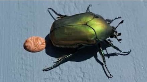 Alguma vez viu um besouro a fazer cocó?