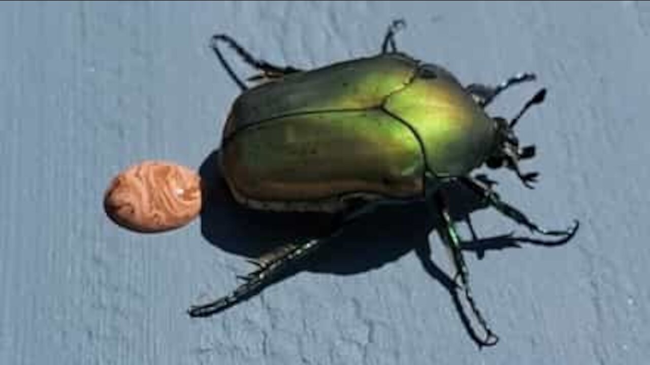 Alguma vez viu um besouro a fazer cocó?