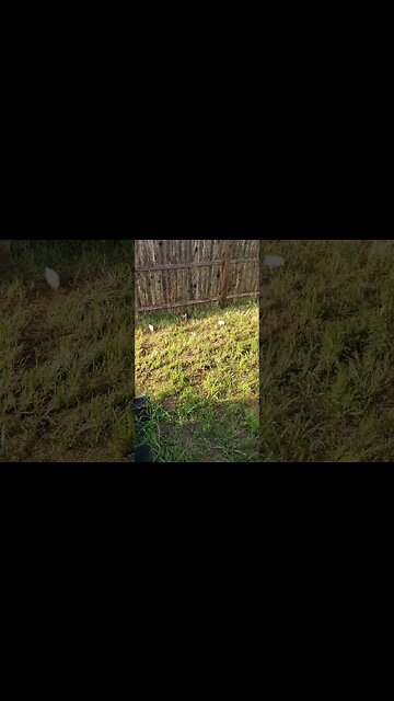 Bug control 🐥🪲🐞