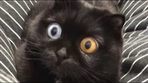 Cat's hypnotic eyes are a viral sensation!