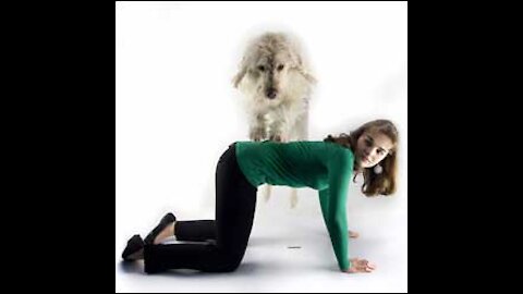 10 very cool tricks to teach your dog