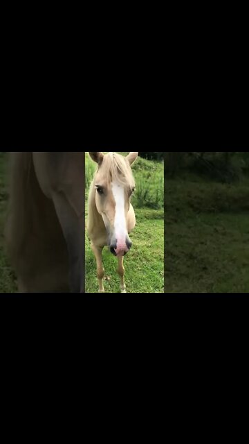 Visit with palomino brumby