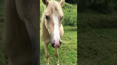 Visit with palomino brumby