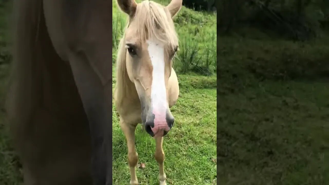 Visit with palomino brumby