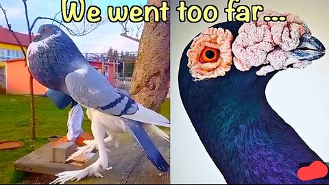 How Humanity Gave This Animal the Middle Finger.mp4
