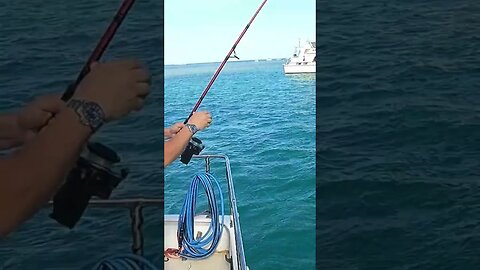 Catching a Parrot Fish in Key West