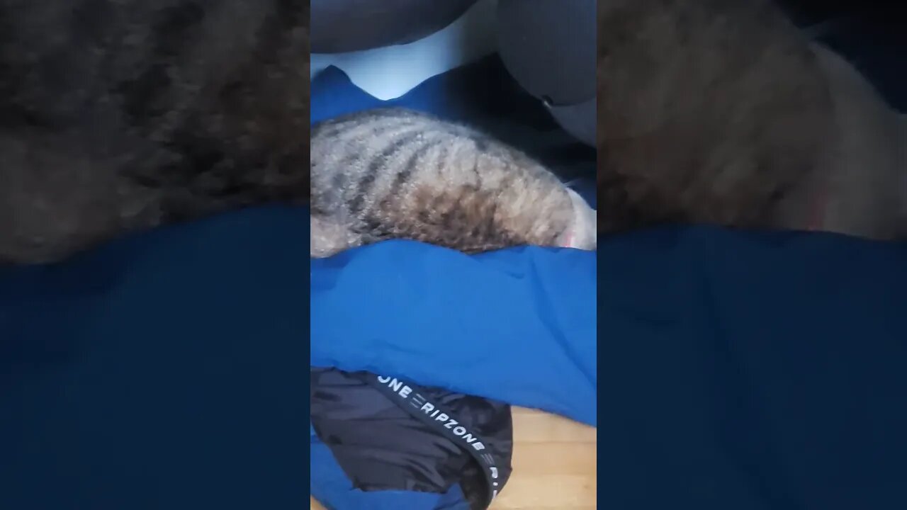 kitty woken from nao #shortsvideo #cat #youtubeshorts