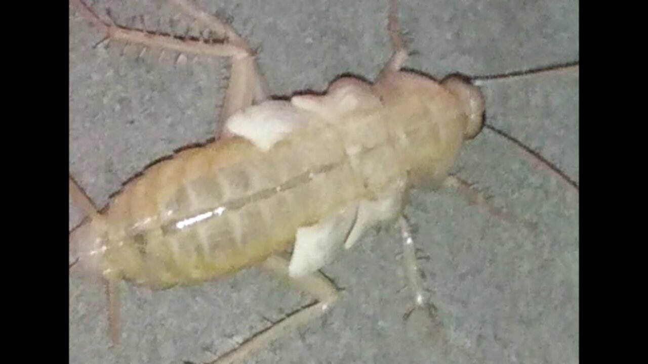 mysterious supreme cockroach