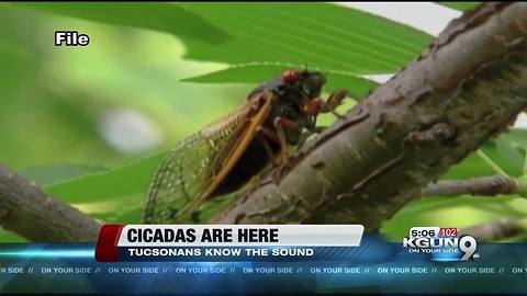 Do you hear the cicadas? They're back