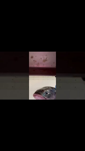 Welcome Back Kotter is for Cods…TibuRon!