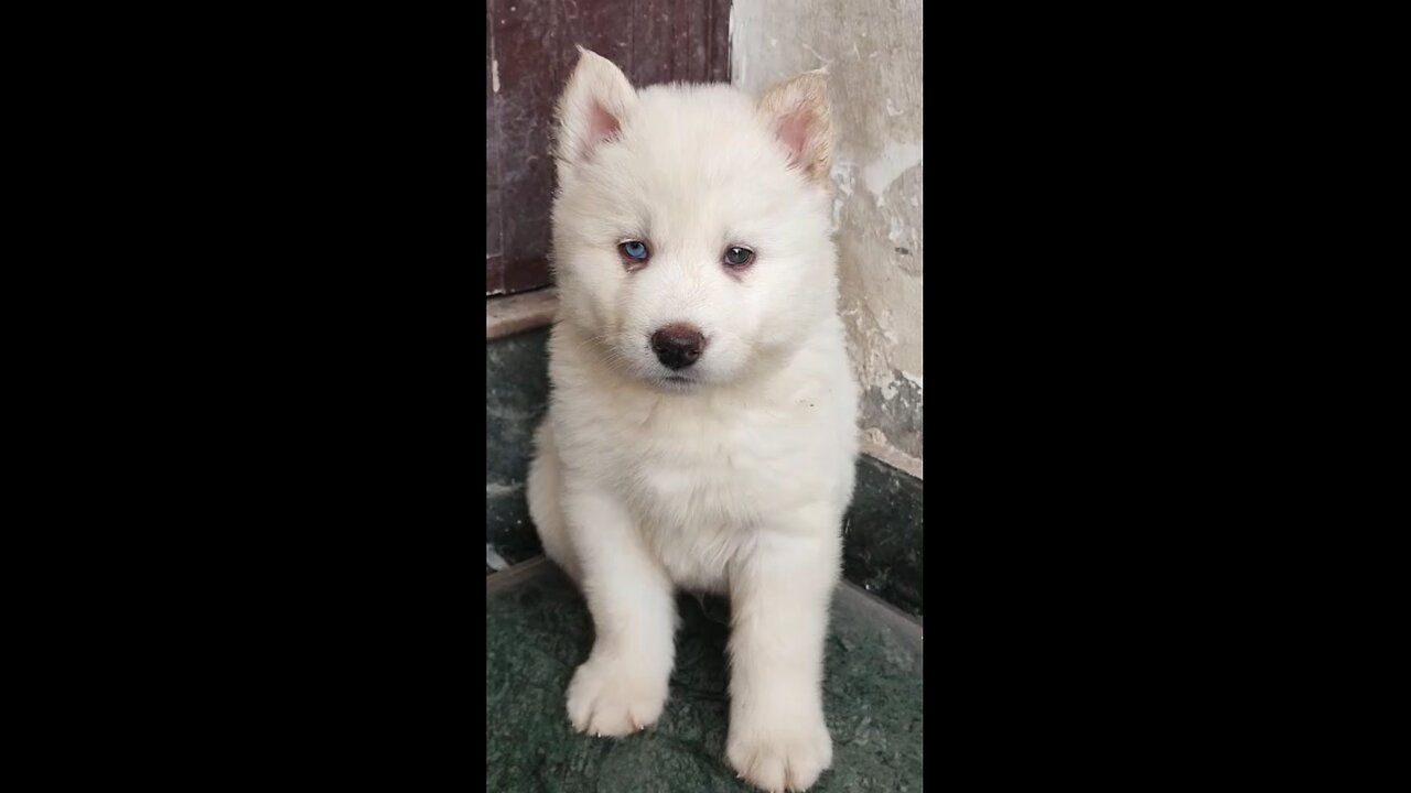 Adorable Husky Baby Plays and Enjoys Heartwarming Moments