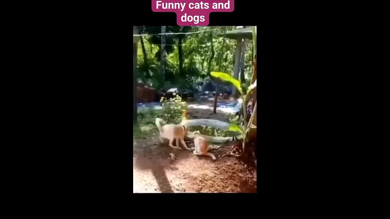 funny dog and cat video