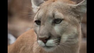 Puma på en terrasse i USA