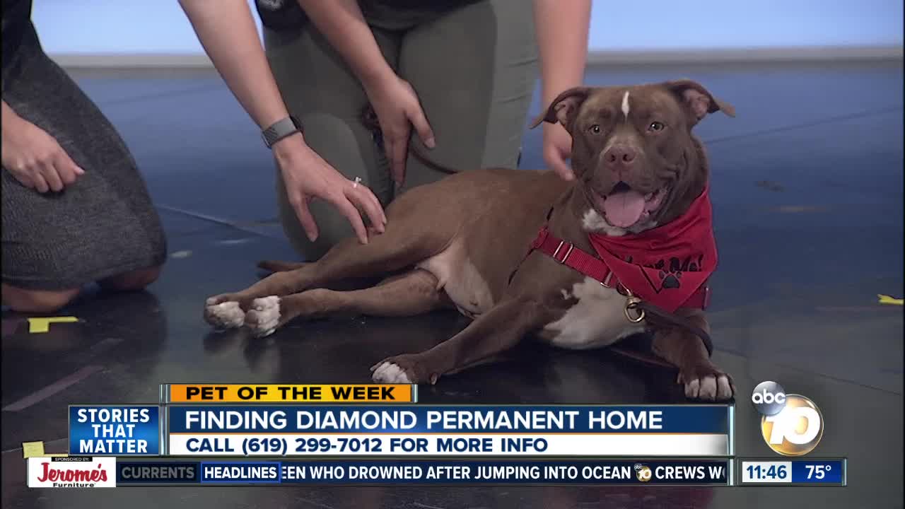 Pet of the Week: Diamond