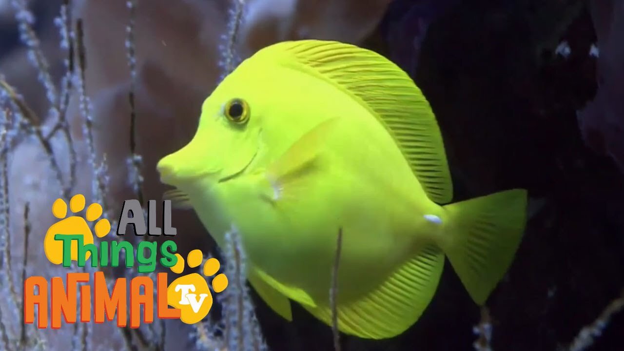 * SEA ANIMALS * | Animals For Kids