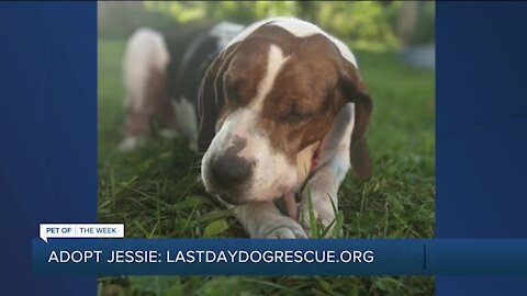 Pet of the Week: Meet Jessie