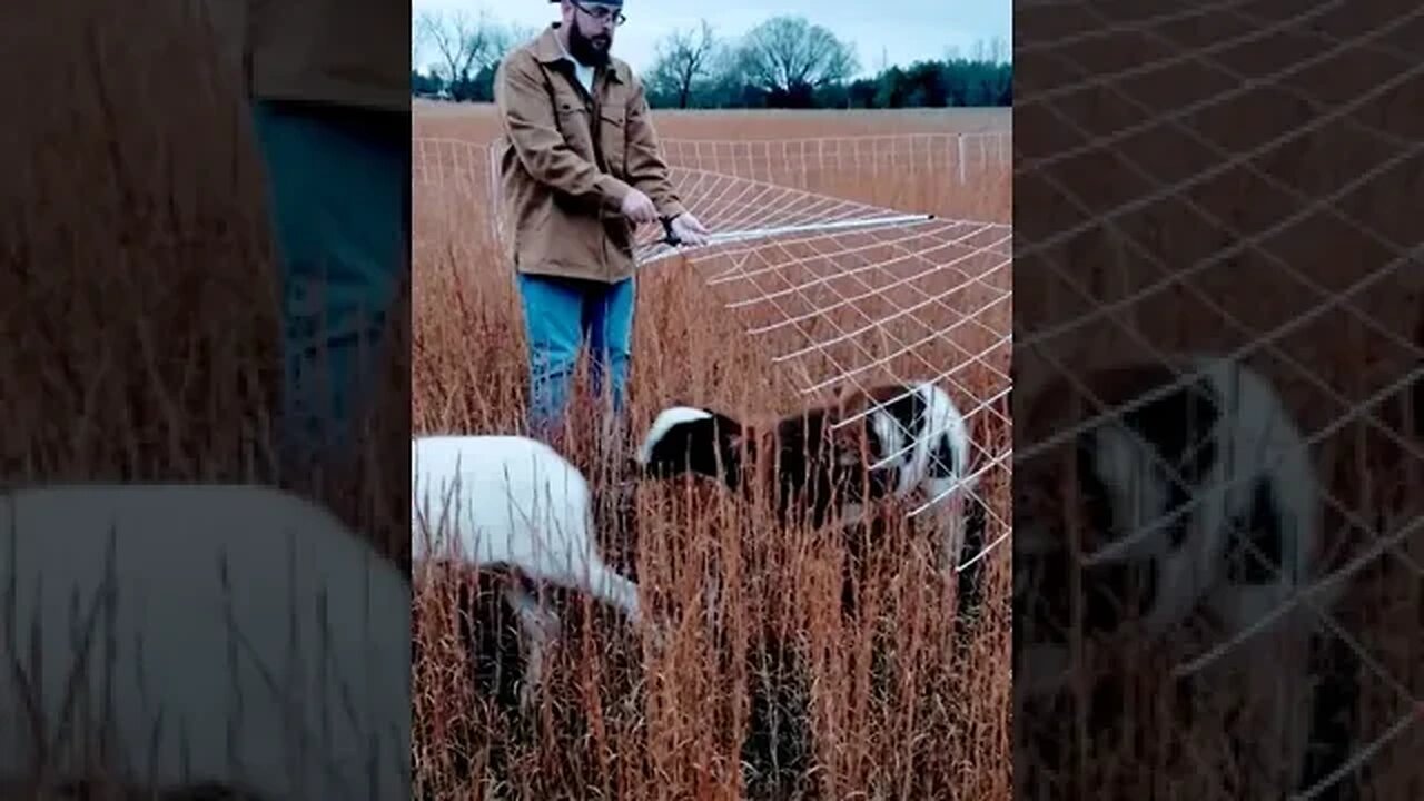 Homestead sheep!!! Quick move. 🐑🤩☺ #animals #cute #farm #shorts