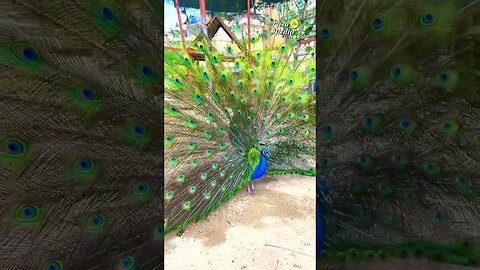 Beautifull peacock opening feather #nature #explore